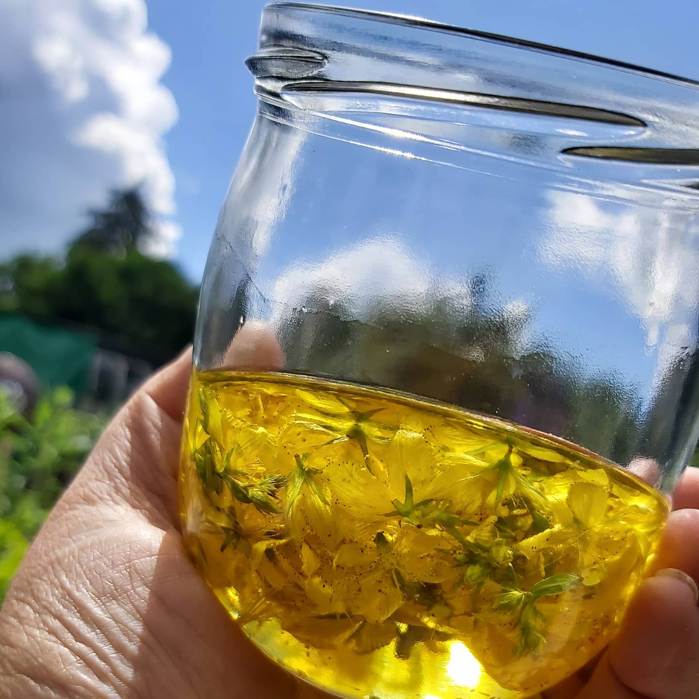 Heilkräuter