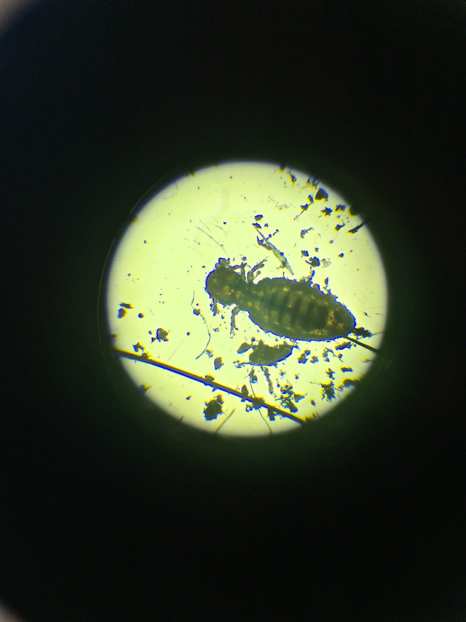 Labordiagnostik